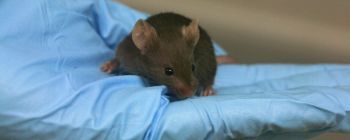 Команда дослідників вилікувала діабет у мишей без побічних ефектів
