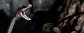 Наночастки можуть покласти край смертям від отруйних змій
