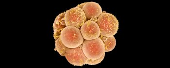 Шведський вчений починає редагування людської ДНК у здорових ембріонів