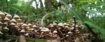 Чарівні гриби можуть запропонувати реальні переваги в терапії депресії