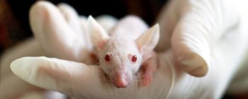 Дослідники використовували крихітні автономні транспортні засоби для доставки ліків в шлунок мишей