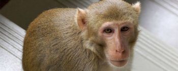 Мозкові імпланти дозволяють мавпам транскрибувати Шекспіра