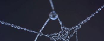 Вчені створили синтетичний павучий шовк, який сильніший за сталь