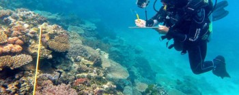 В австралійськіх водах корали "варяться" до смерті, що призвело до найгіршого вимирання