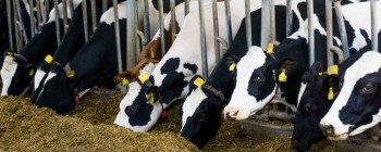 Вчені створили генетично модифікованих корів, стійких до туберкульозу
