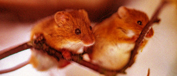 Мозковий імплантат змусив мишей відразу стати друзями
