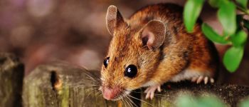Коктейль із білків змушує мишей регенерувати пальці ніг, як ящірки