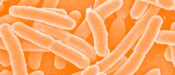 Новий тест може знайти будь-яку бактерію, що викликає хворобу
