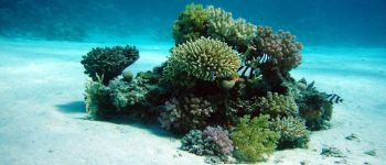 Аналіз виявляє, що коралові рифи пручаються змінам клімату