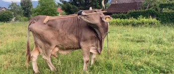 Чухання спини худоби спонукало вчених переоцінити інтелект корів