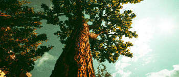 Вуглекислий газ змушує дерева рости швидше, кажуть вчені
