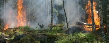 Зміна клімату збільшує кількість лісових пожеж і ціна буде величезною