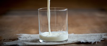 Модифікована корова виробляє молоко, що містить високий рівень людського інсуліну