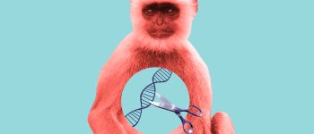 КРІСПР не викликає ненавмисних мутацій у мавп