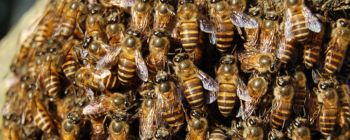 Європейський союз може заборонити поширені інсектициди, щоб врятувати бджіл