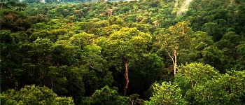 Фейсбук обіцяє припинити продаж тропічних лісів Амазонки