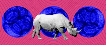 Ембріони носорога, вироблені в лабораторії, можуть врятувати майже вимерлий підвид