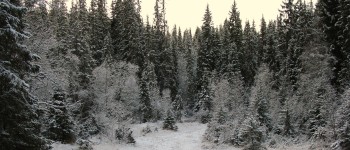 Ліси неухильно поширюються на північ, як показують супутникові знімки