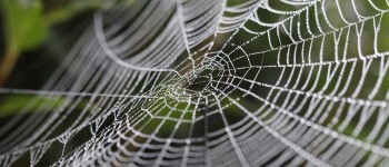 Вчені перетворили відходи пластику на павучий шовк, схожий на кевлар