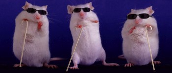 Генна терапія відновлює зір у сліпих мишей