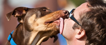 Генетики з'ясували, чому собаки такі дружні до людей