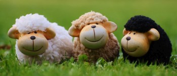 Маніпуляції з кишковими мікробами овець можуть допомогти у боротьбі зі зміною клімату