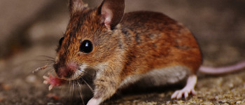 Гарвардські вчені повернули назад старіння мишей на клітинному рівні