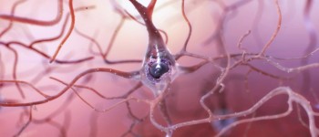 Нейрони людини застряють між станами фазового переходу, кажуть вчені