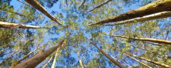 В екстремальній спеці дерева перестають всмоктувати вуглець з повітря
