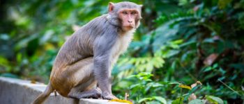 Японія бореться з дикими мавпами на місці ядерної катастрофи