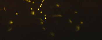 Японські дослідники показали крихітного "світляка", званого Люціола