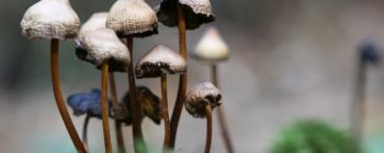 Чарівні гриби "перезапускають» основні схеми в мозку депресивних людей