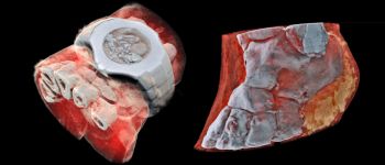 Ці неймовірні знімки людського тіла були зроблені новим сканером