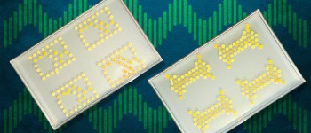 Інженери МТІ з'єднують бактерії для створення живих транзисторів
