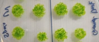 Мох вижив у космосі протягом дев'яти місяців