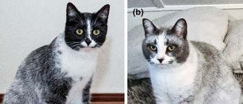 Мутація призвела до появи нового типу кішок, кажуть вчені