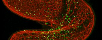 Нейрони використовують «адреналінову лихоманку» для спілкування з імунною системою