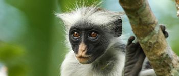 Нове програмне забезпечення розпізнавання облич відстежує і захищає приматів