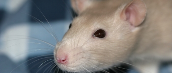 Нова вакцина блокує фентаніл у мозку щурів