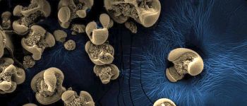Нещодавно виявлені бактерії можуть харчуватися металом