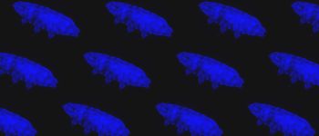 Нещодавно виявлені ​​тихоходи світяться синім, блокуючи смертельну радіацію
