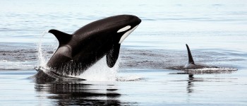 Косатки можуть вчити одне одного жорстокому поводженню із синіми китами