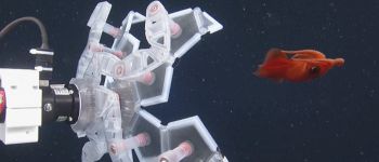 Пристрій, натхнений оріґамі, захоплює тендітні морські істоти, не завдаючи їм шкоди
