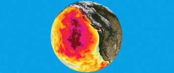 Гаряча «бульбашка» в Тихому океані за рік вбила мільйон морських птахів