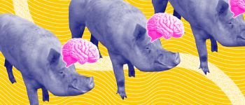 Мозок свині можна тримати живим поза тілом, люди на черзі