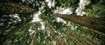 Посадка трильйонів дерев може компенсувати викиди CO2