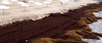 Вчені занепокоєні через поширення цвітіння морських водоростей по всьому світу