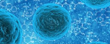 Дослідники перетворюють клітини шкіри в мотонейрони без використання стовбурових клітин