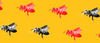 Робо-бджоли можуть зупинити вимирання бджолиних роїв