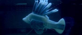 Робо-рибка може плавати протягом 37 годин на "робо-крові"